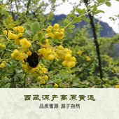 西藏野生黄连蜜（礼盒装）